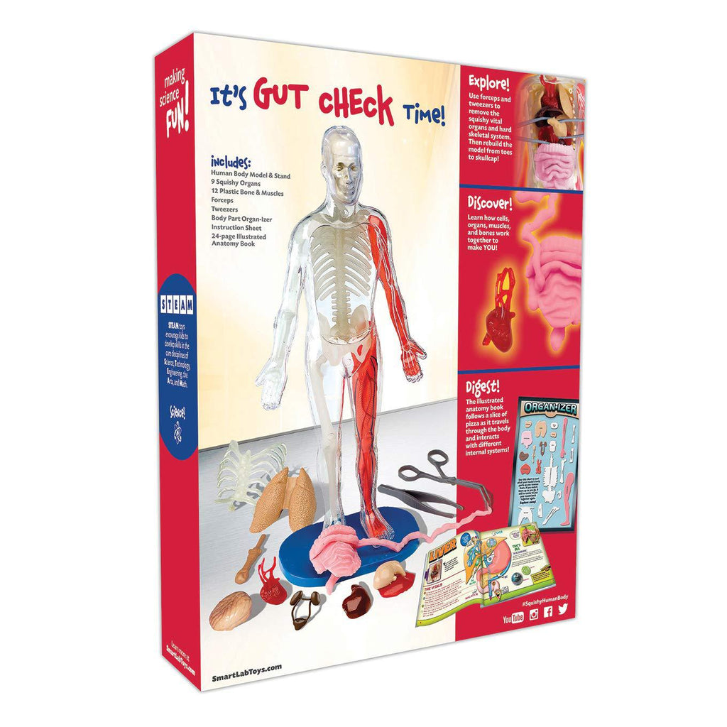 Assemble Human Organ 3D Model Toy Experimental Materials