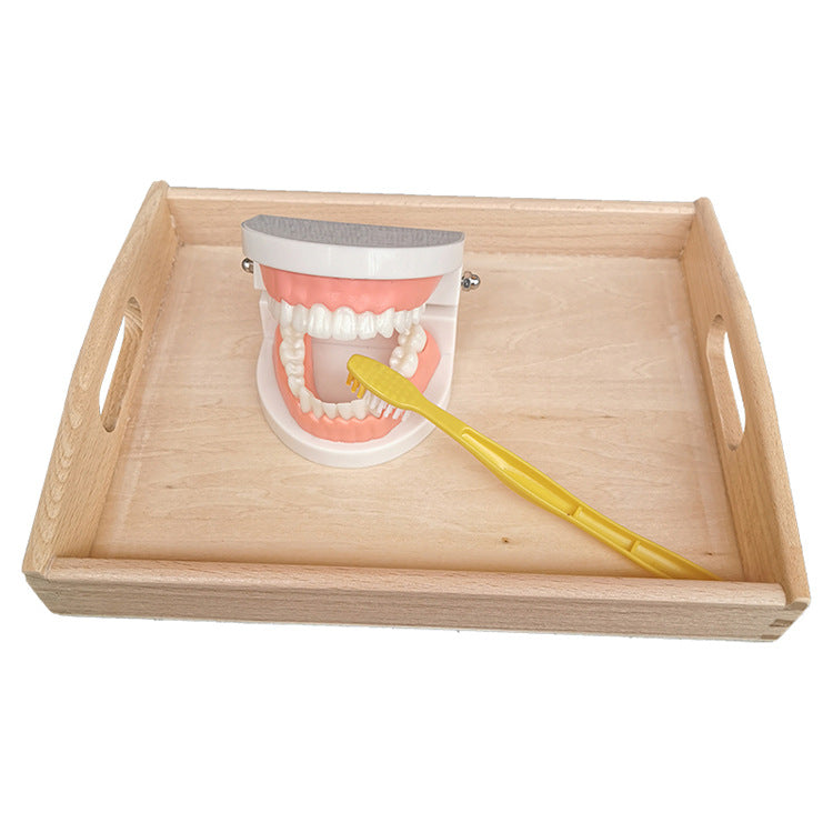 Teeth model