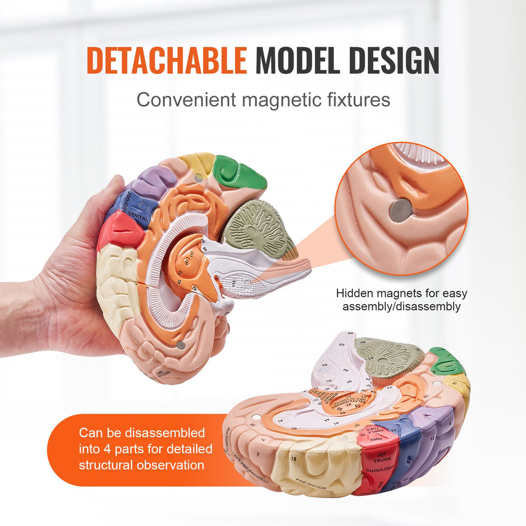 Human Brain Model Anatomy, 2X Life-Size 4-Part Human Brain Anatomical Model With Labels & Display Base, Color-Coded Detachable Brain Model For Science Research Teaching Learning Study Display