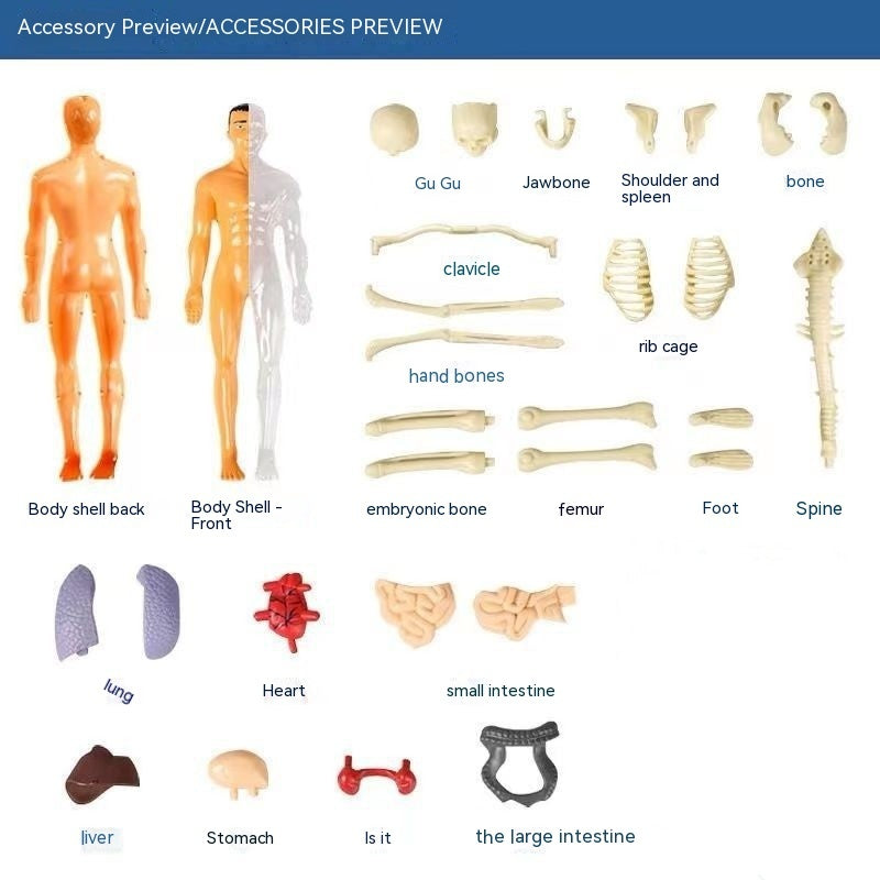 Human Organ Toy Model Simulation