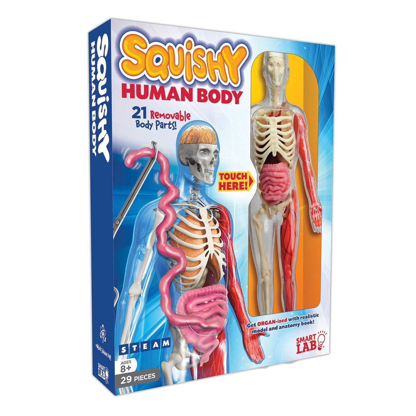 Assemble Human Organ 3D Model Toy Experimental Materials
