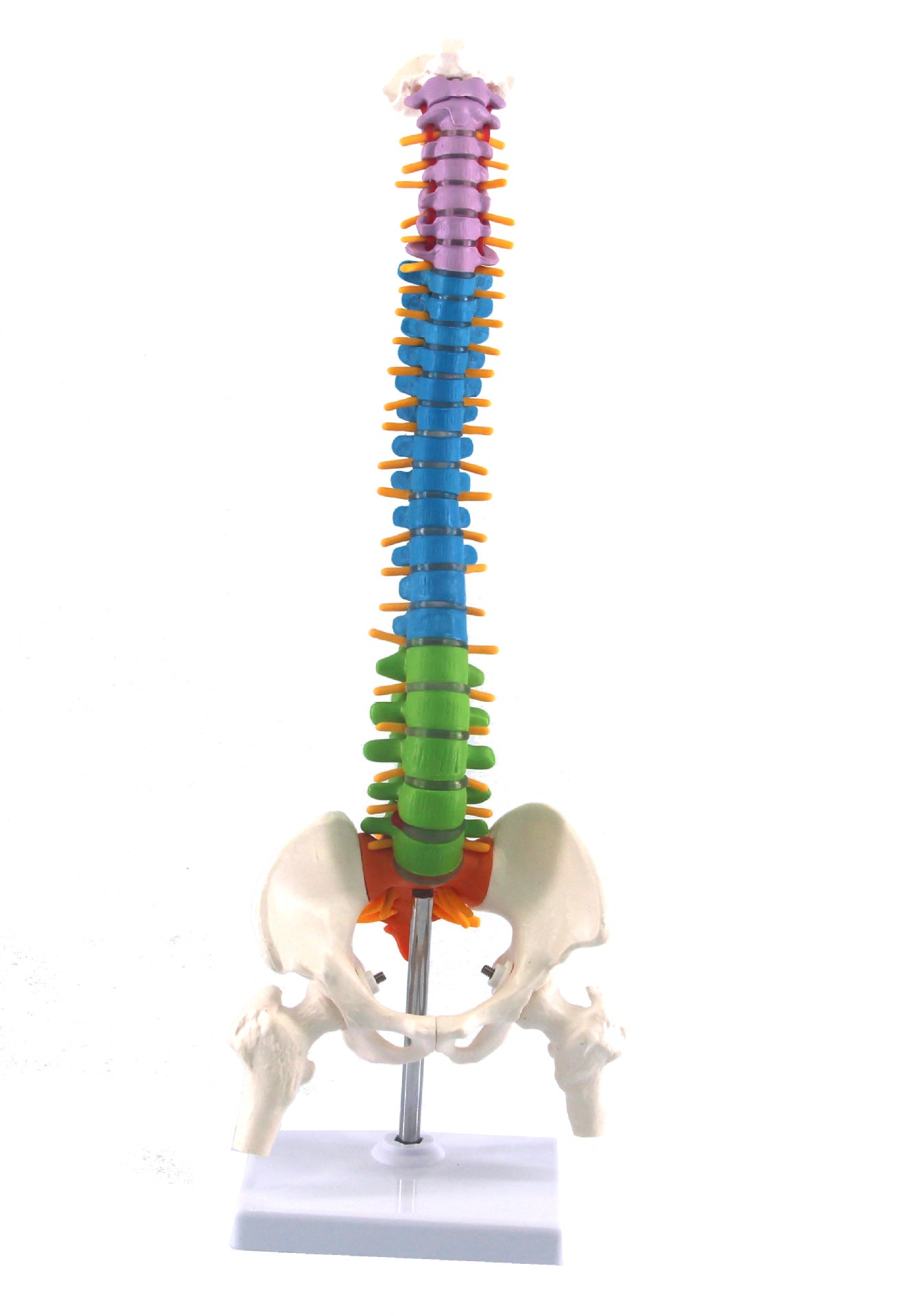 Human Spine Model Skeleton Model Skeleton Model