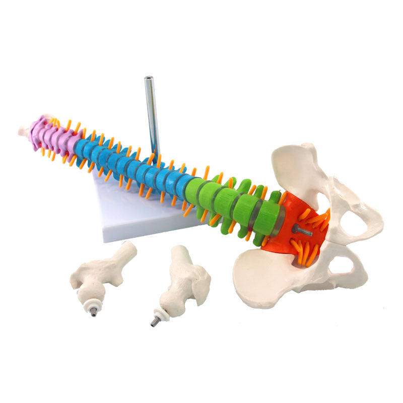 Human Spine Model Skeleton Model Skeleton Model