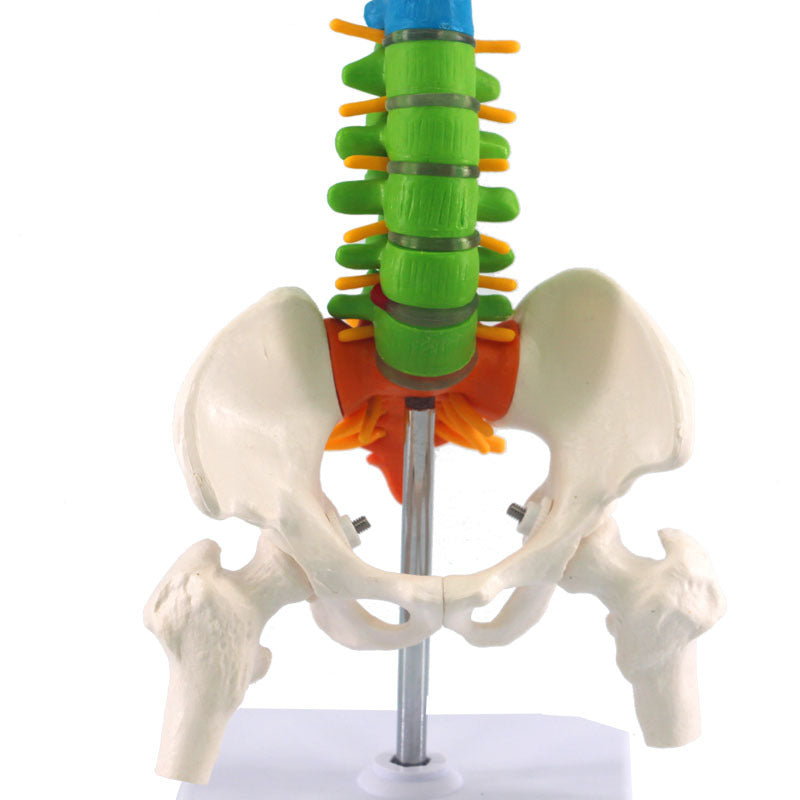 Human Spine Model Skeleton Model Skeleton Model