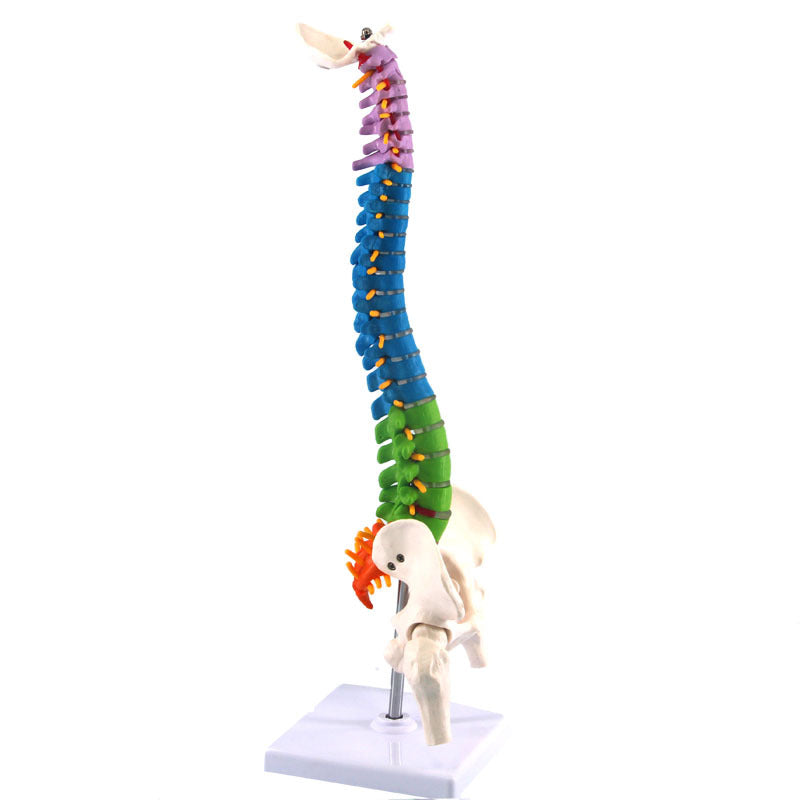 Human Spine Model Skeleton Model Skeleton Model