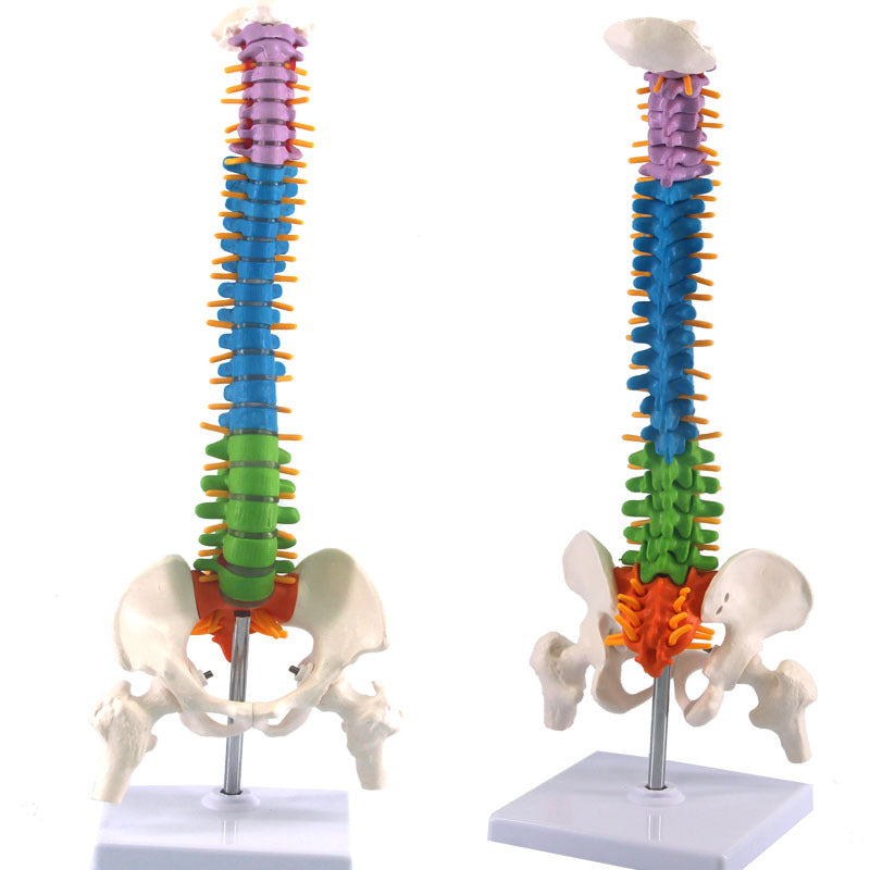 Human Spine Model Skeleton Model Skeleton Model