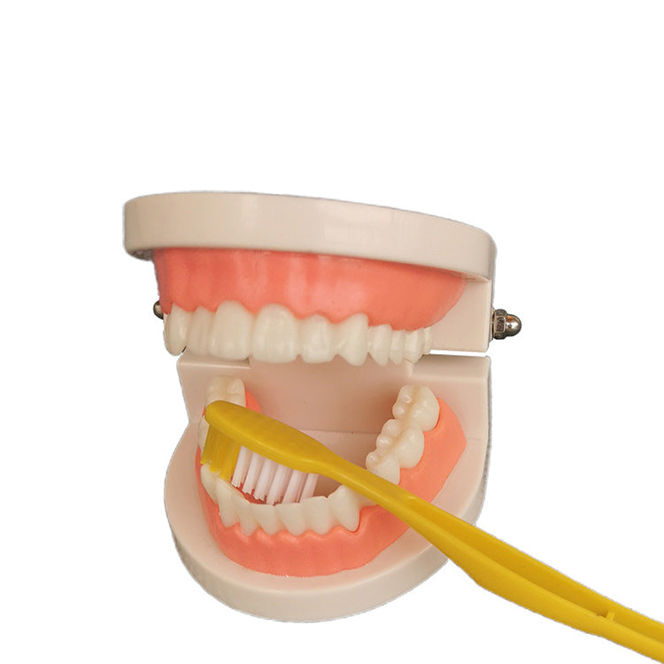Teeth model