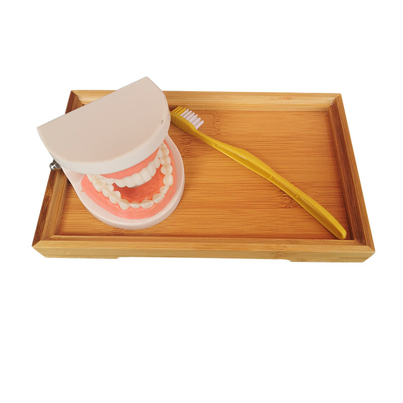 Teeth model