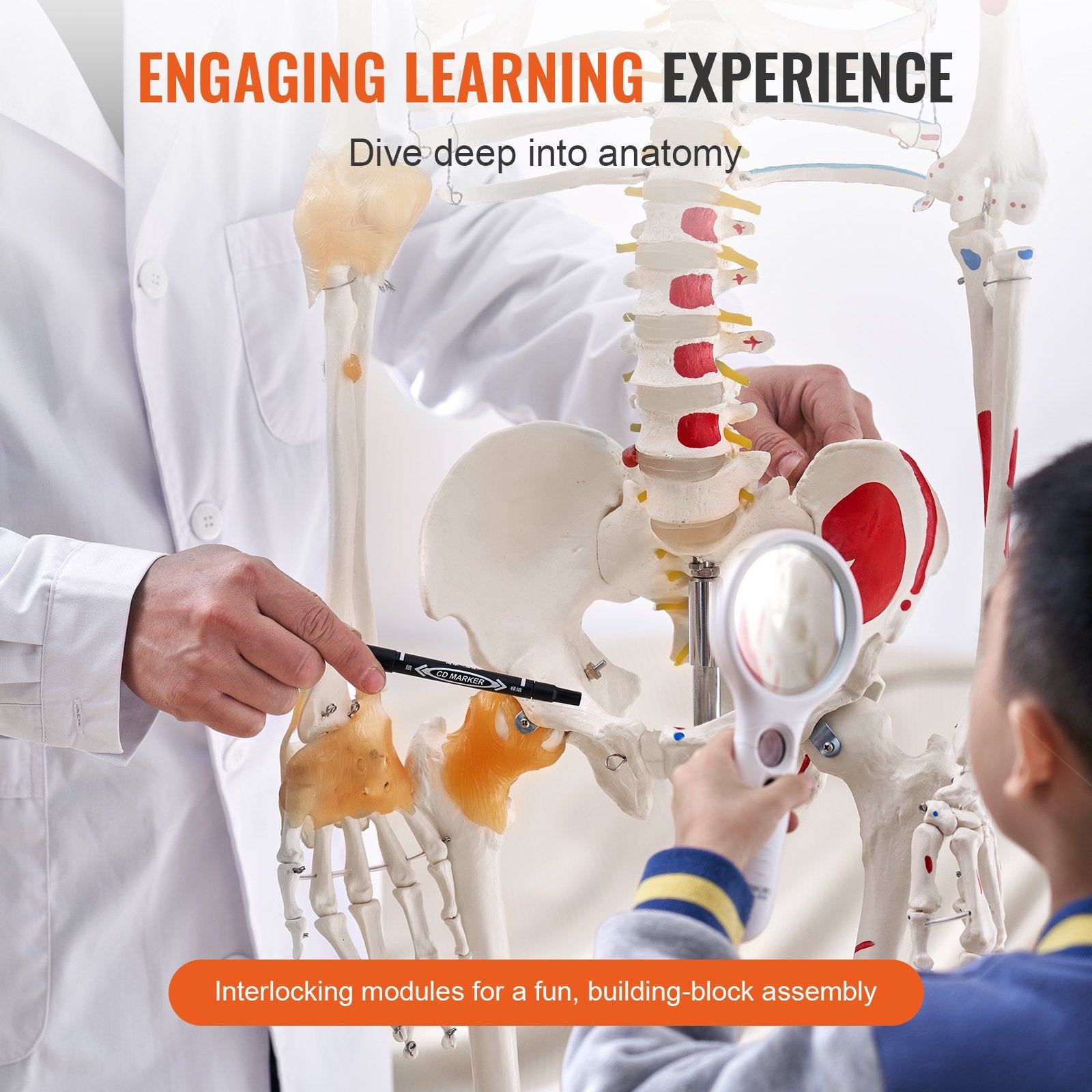 Human Skeleton Model For Anatomy, 71.65' Life Size, Accurate PVC Anatomy Skeleton Model With Ligaments, Movable Arms, Legs & Jaw, With Muscle Origin & Insertion Points,For Teaching
