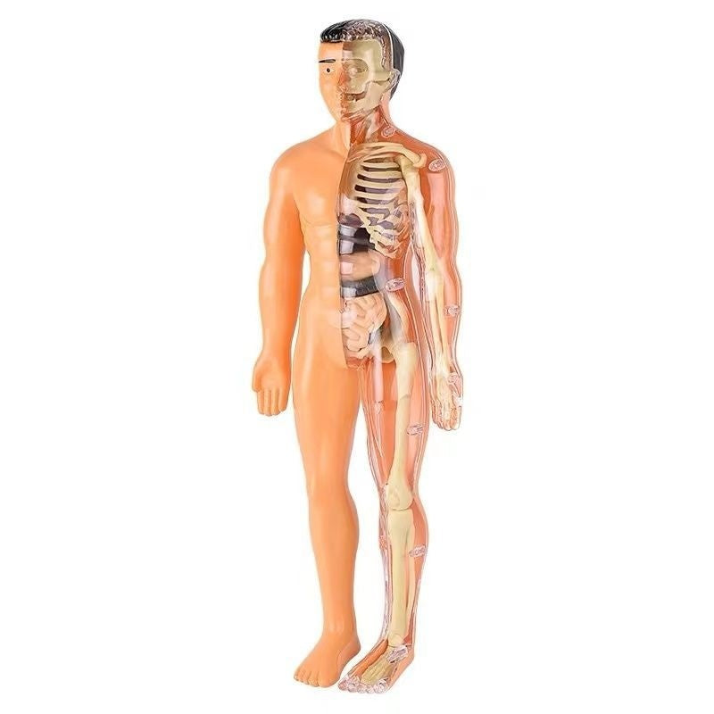 Human Organ Toy Model Simulation