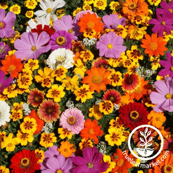Save The Monarchs Seed Collection