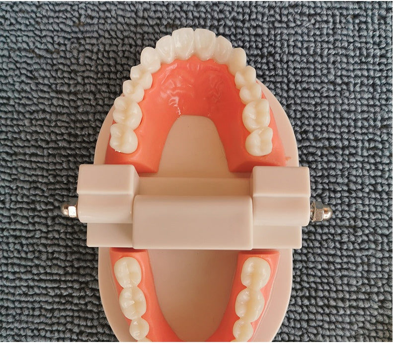 Teeth model