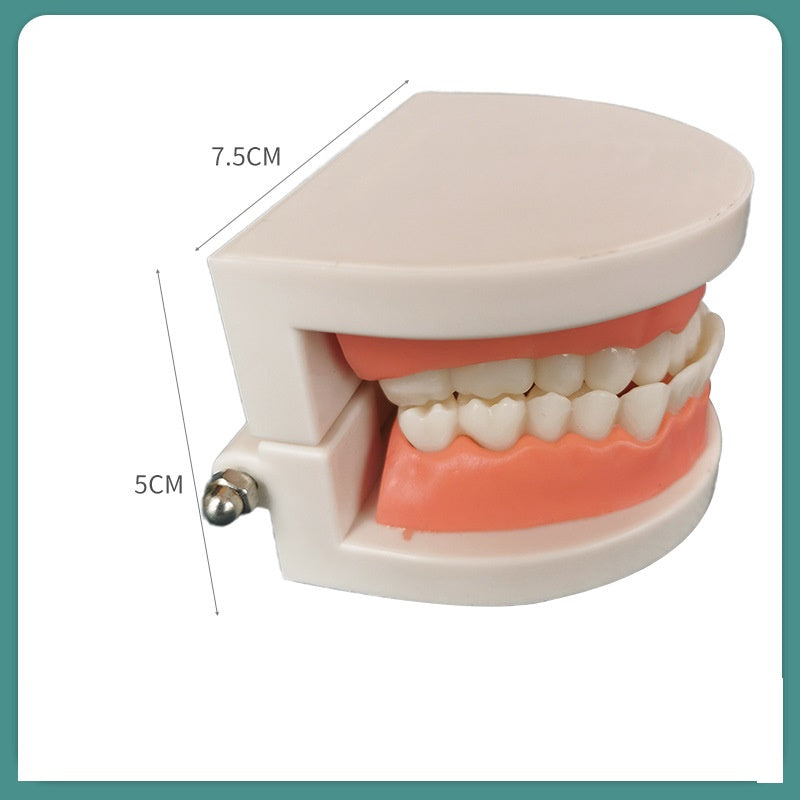 Teeth model