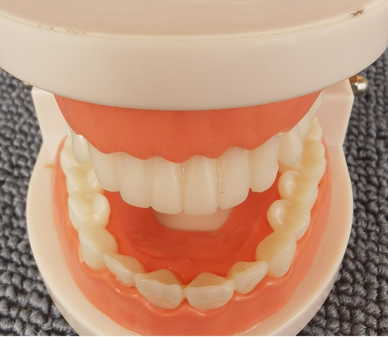 Teeth model