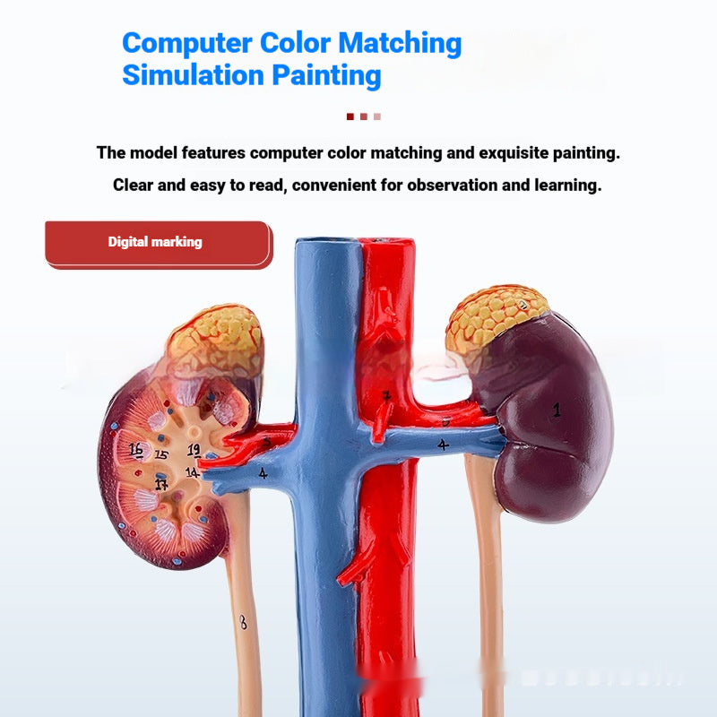 Three-dimensional Human Urinary System Model Ureter Bladder And Urethra Model