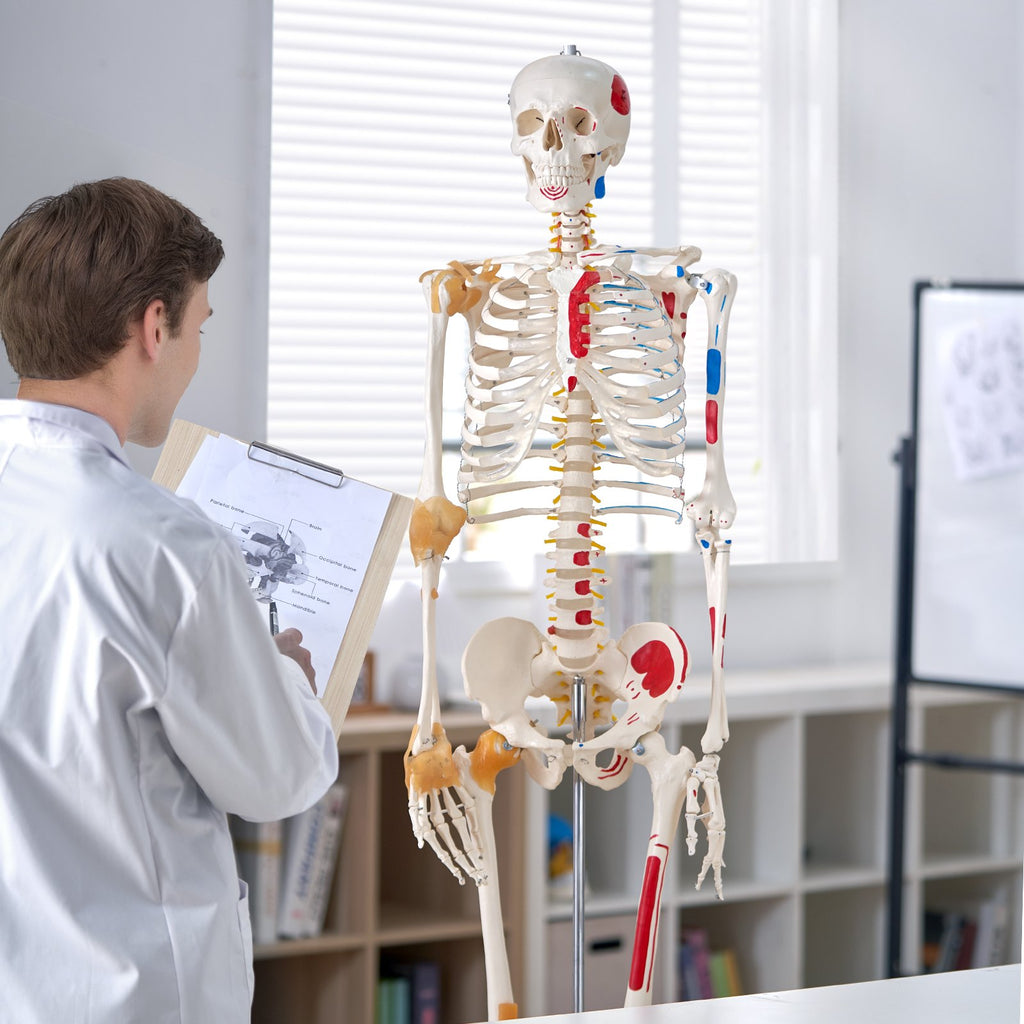 Human Skeleton Model For Anatomy, 71.65' Life Size, Accurate PVC Anatomy Skeleton Model With Ligaments, Movable Arms, Legs & Jaw, With Muscle Origin & Insertion Points,For Teaching