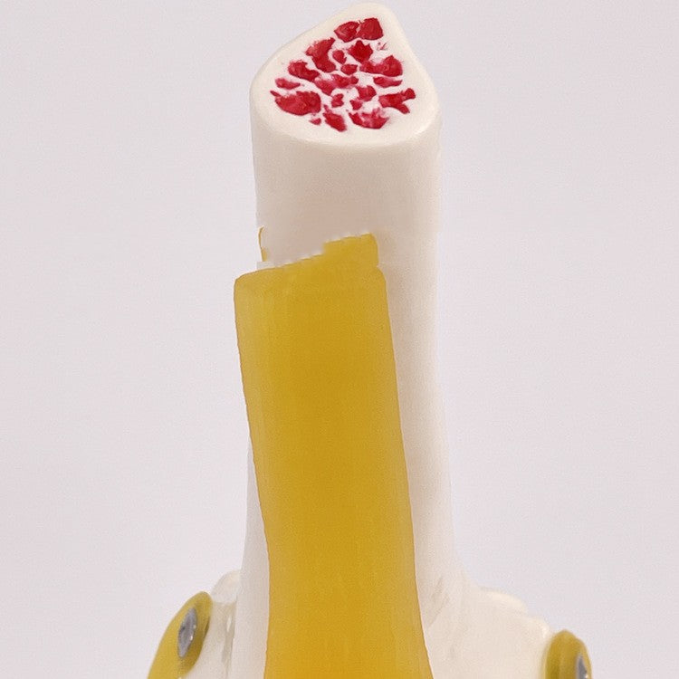 Artificial Human Knee Joint Model