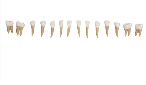 28Pcs Tooth Model 1:1 Permanent Teeth Model Dental Resin Tooth Education