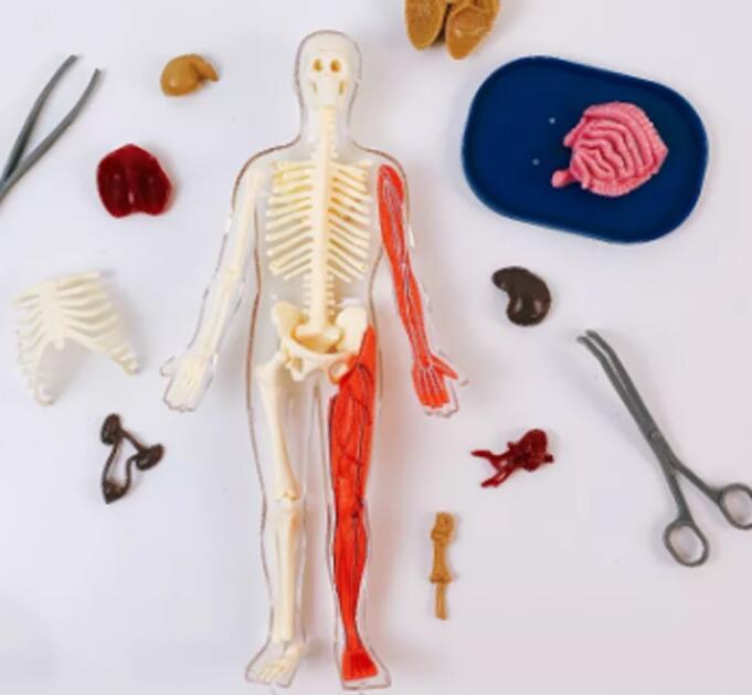Assemble Human Organ 3D Model Toy Experimental Materials