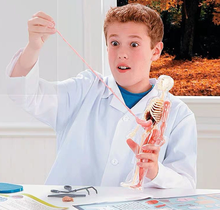 Assemble Human Organ 3D Model Toy Experimental Materials