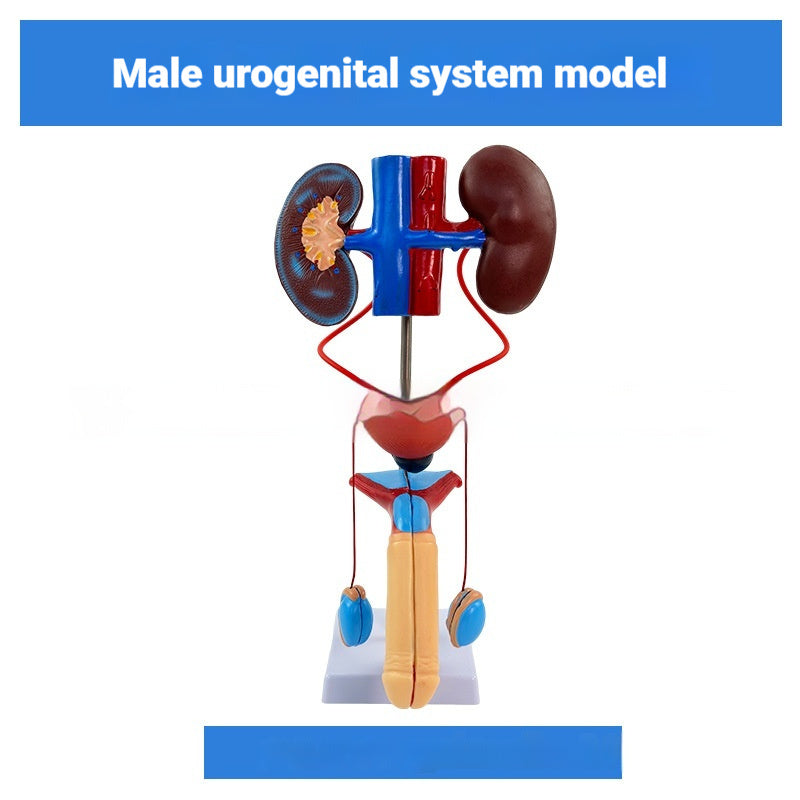 Three-dimensional Human Urinary System Model Ureter Bladder And Urethra Model