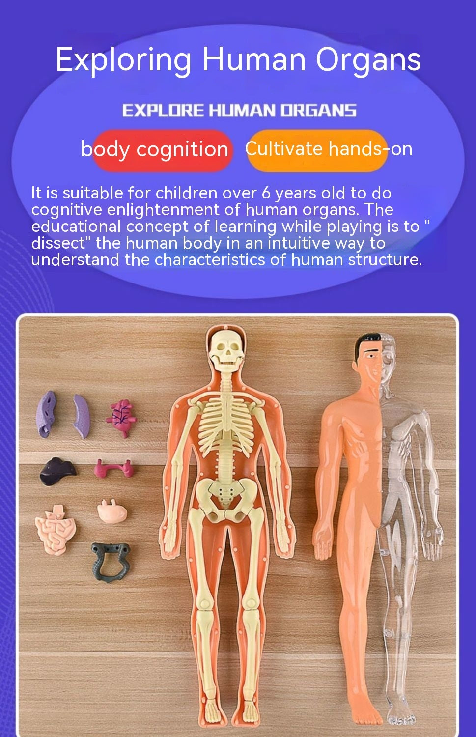 Human Organ Toy Model Simulation