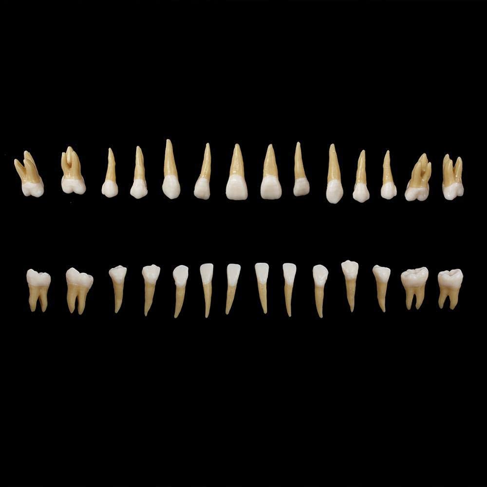 28Pcs Tooth Model 1:1 Permanent Teeth Model Dental Resin Tooth Education