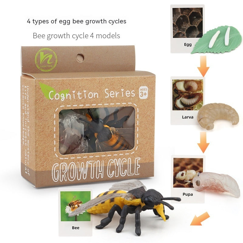 Children's Animal\Plant Growth Cycle Box