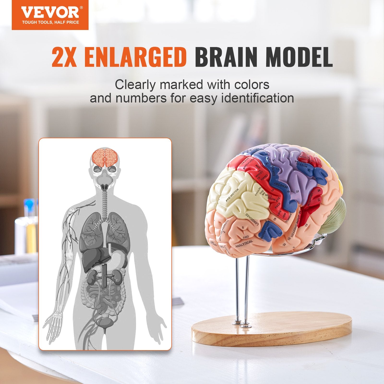 Human Brain Model Anatomy, 2X Life-Size 4-Part Human Brain Anatomical Model With Labels & Display Base, Color-Coded Detachable Brain Model For Science Research Teaching Learning Study Display