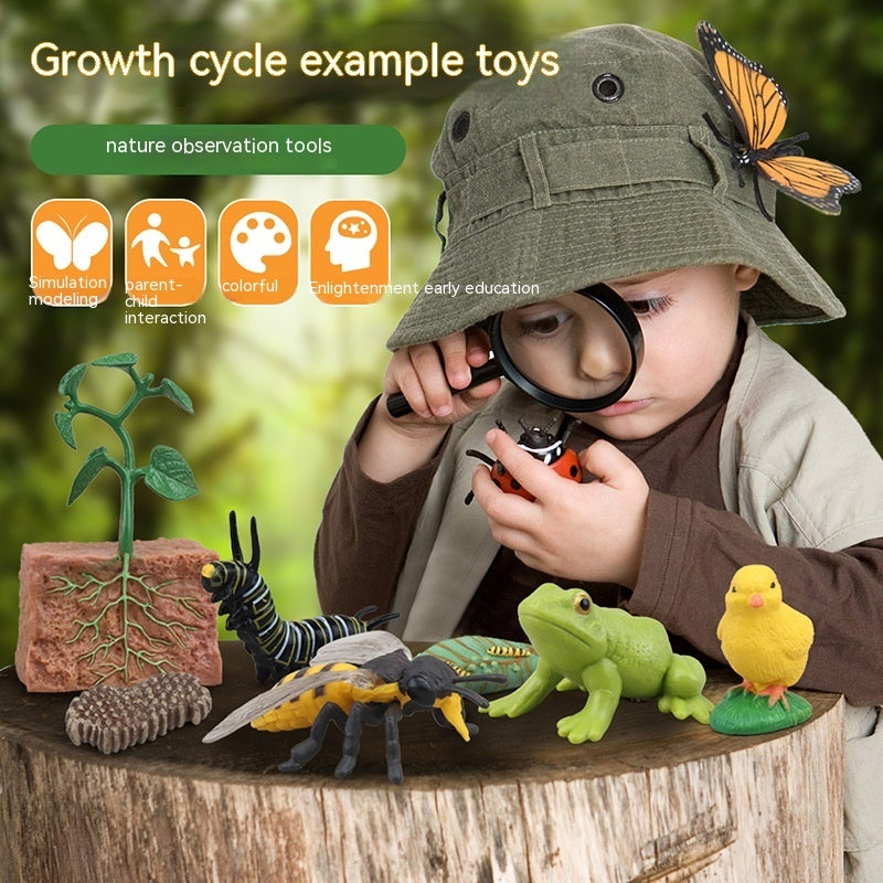 Children's Animal\Plant Growth Cycle Box