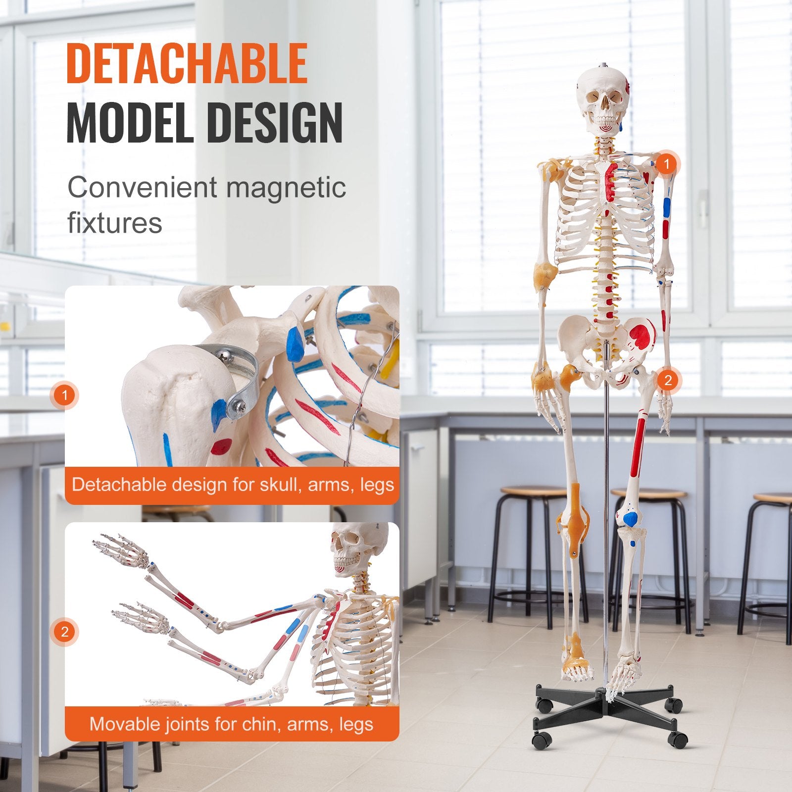 Human Skeleton Model For Anatomy, 71.65' Life Size, Accurate PVC Anatomy Skeleton Model With Ligaments, Movable Arms, Legs & Jaw, With Muscle Origin & Insertion Points,For Teaching