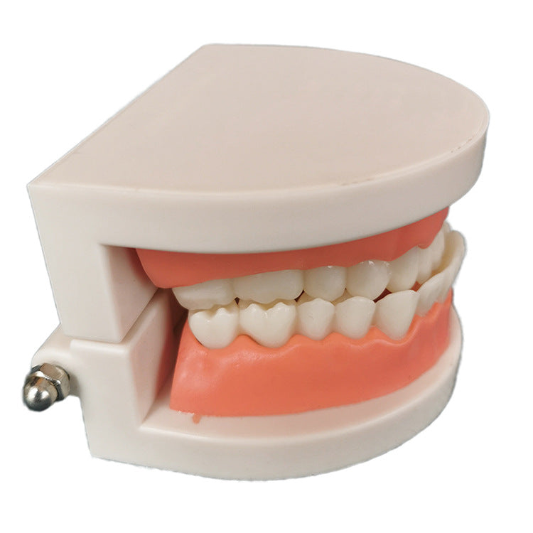Teeth model