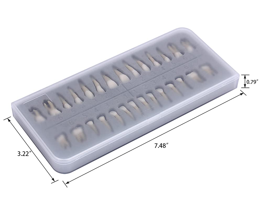 28Pcs Tooth Model 1:1 Permanent Teeth Model Dental Resin Tooth Education