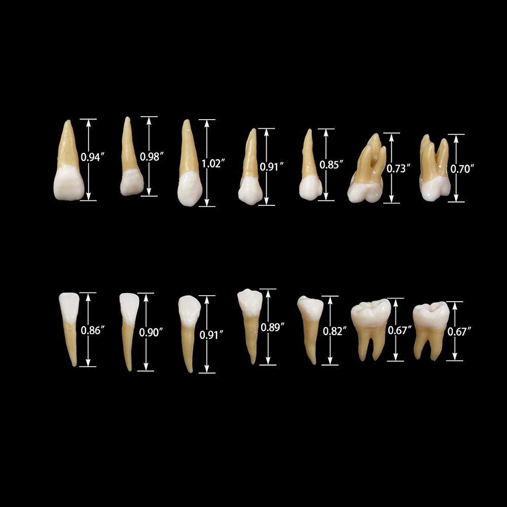 28Pcs Tooth Model 1:1 Permanent Teeth Model Dental Resin Tooth Education