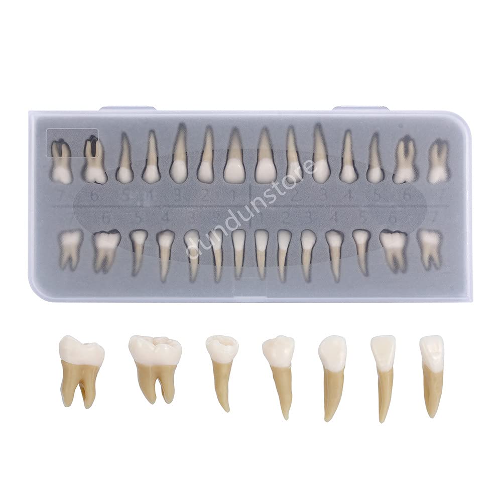 28Pcs Tooth Model 1:1 Permanent Teeth Model Dental Resin Tooth Education
