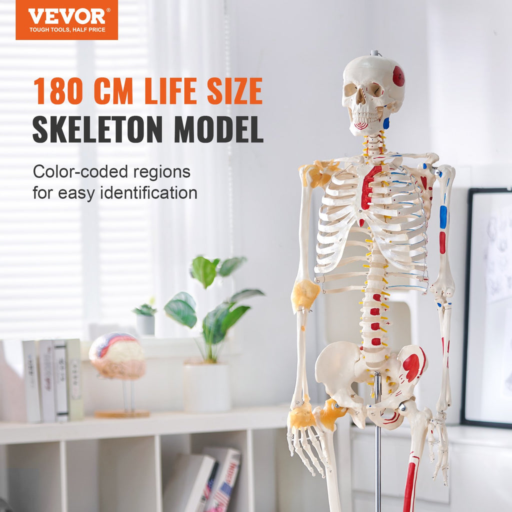 Human Skeleton Model For Anatomy, 71.65' Life Size, Accurate PVC Anatomy Skeleton Model With Ligaments, Movable Arms, Legs & Jaw, With Muscle Origin & Insertion Points,For Teaching