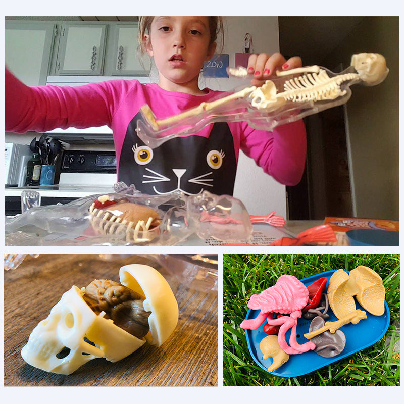 Assemble Human Organ 3D Model Toy Experimental Materials