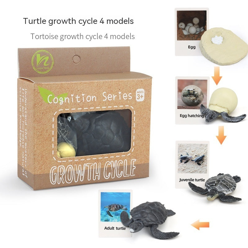 Children's Animal\Plant Growth Cycle Box
