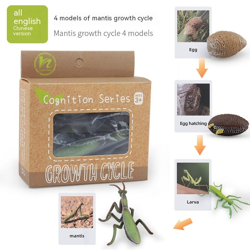 Children's Animal\Plant Growth Cycle Box