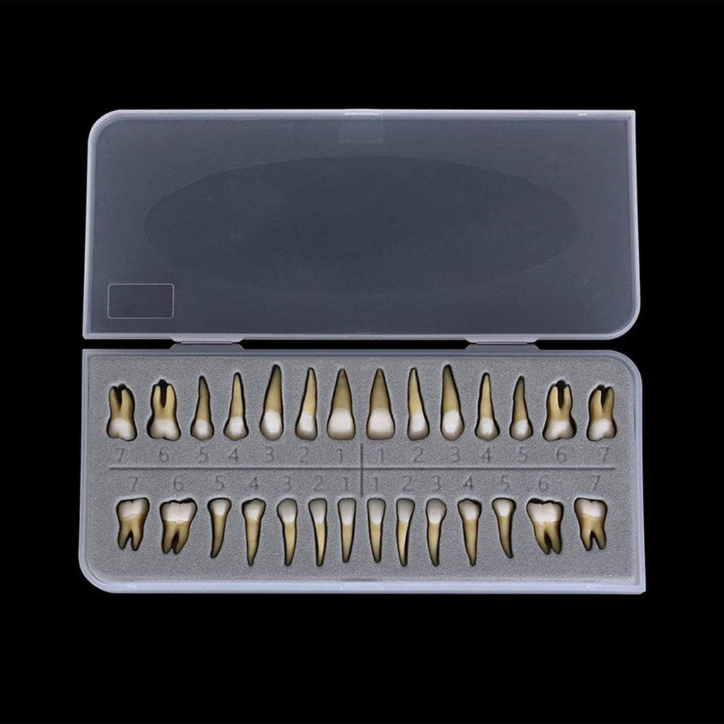 28Pcs Tooth Model 1:1 Permanent Teeth Model Dental Resin Tooth Education