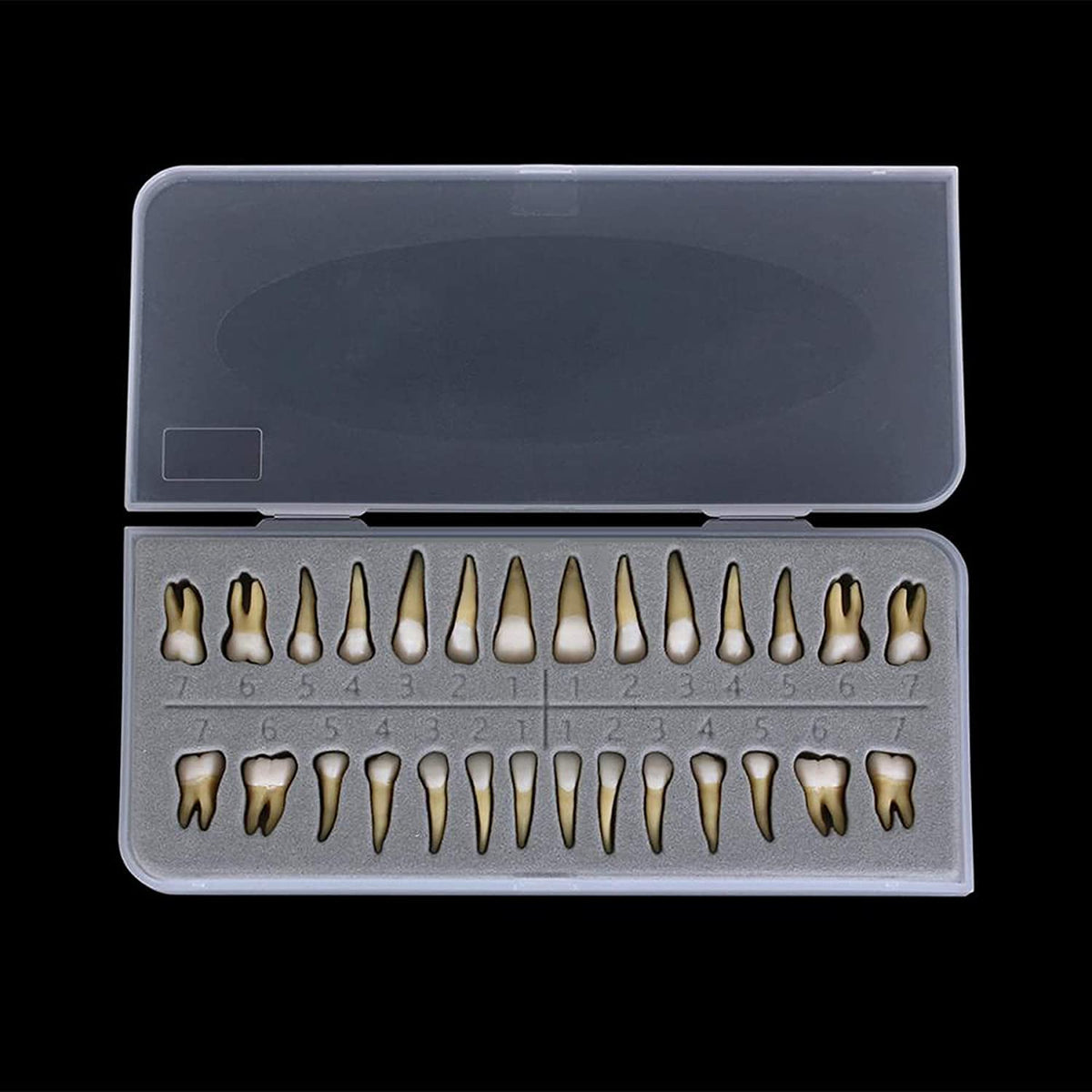 28Pcs Tooth Model 1:1 Permanent Teeth Model Dental Resin Tooth Education