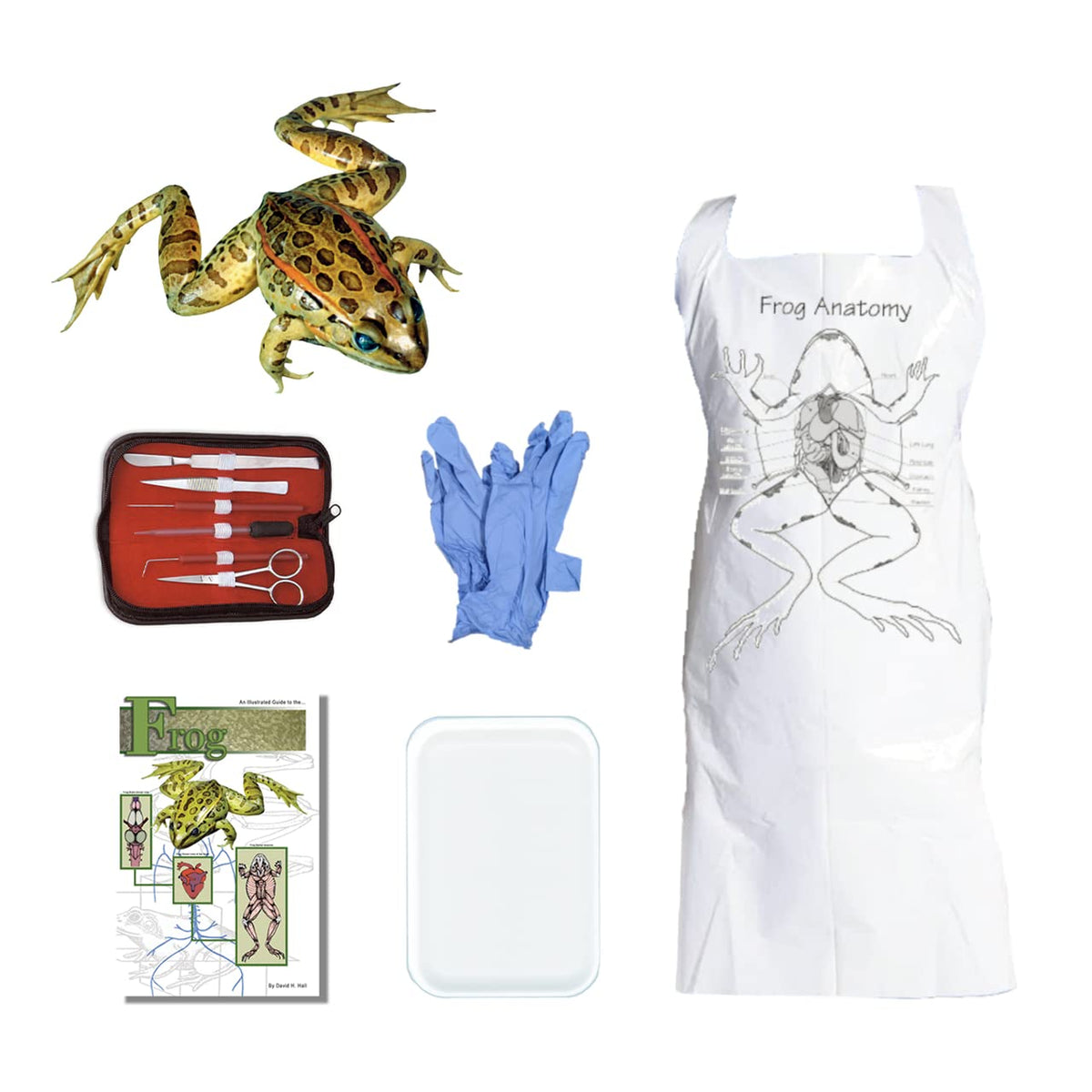 Anatomy Lab Frog Dissection Study Kit with Dissection Guide