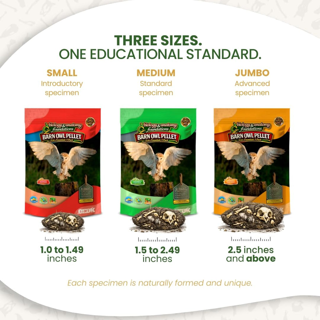 Barn Owl Pellets for Dissection, Solo Essentials Kit, Medium 1-Pack by OBDK