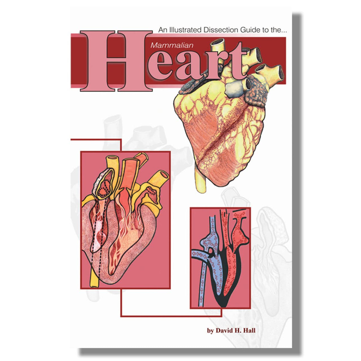 Anatomy Lab Sheep Heart Dissection Kit with Scalpel Dissection Guide