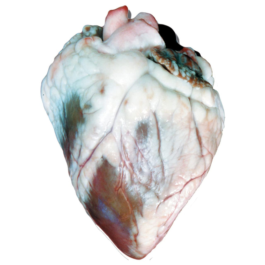 Anatomy Lab Sheep Heart Dissection Kit with Scalpel Dissection Guide