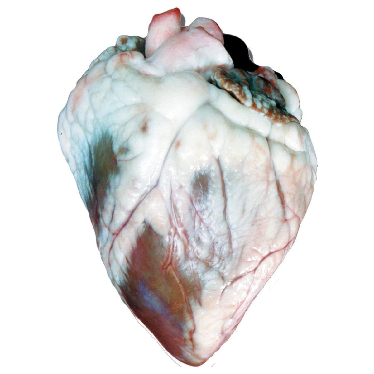 Anatomy Lab Sheep Heart Dissection Kit with Scalpel Dissection Guide
