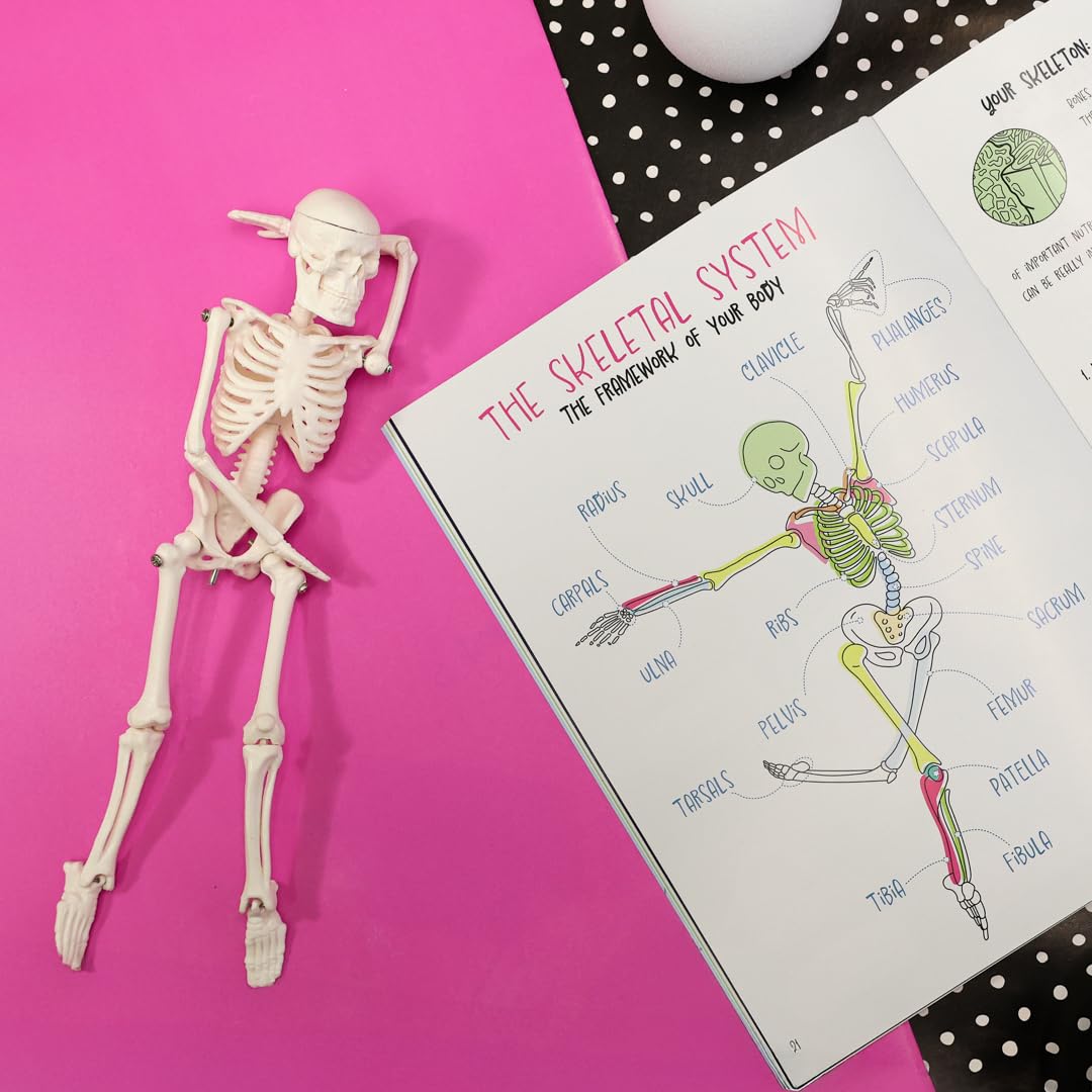 Anatomy Lab Human Body Model Kit for Kids