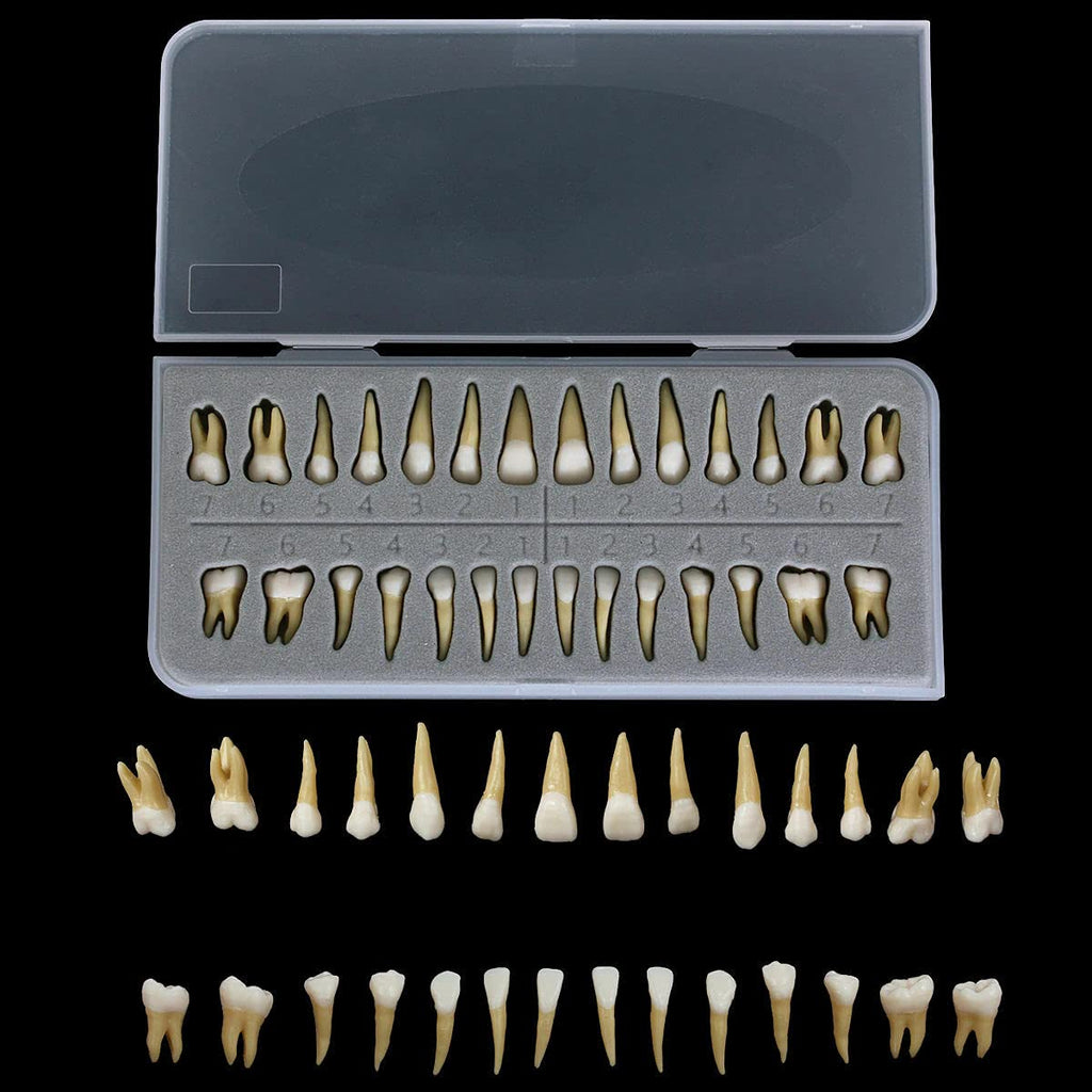 28Pcs Tooth Model 1:1 Permanent Teeth Model Dental Resin Tooth Education
