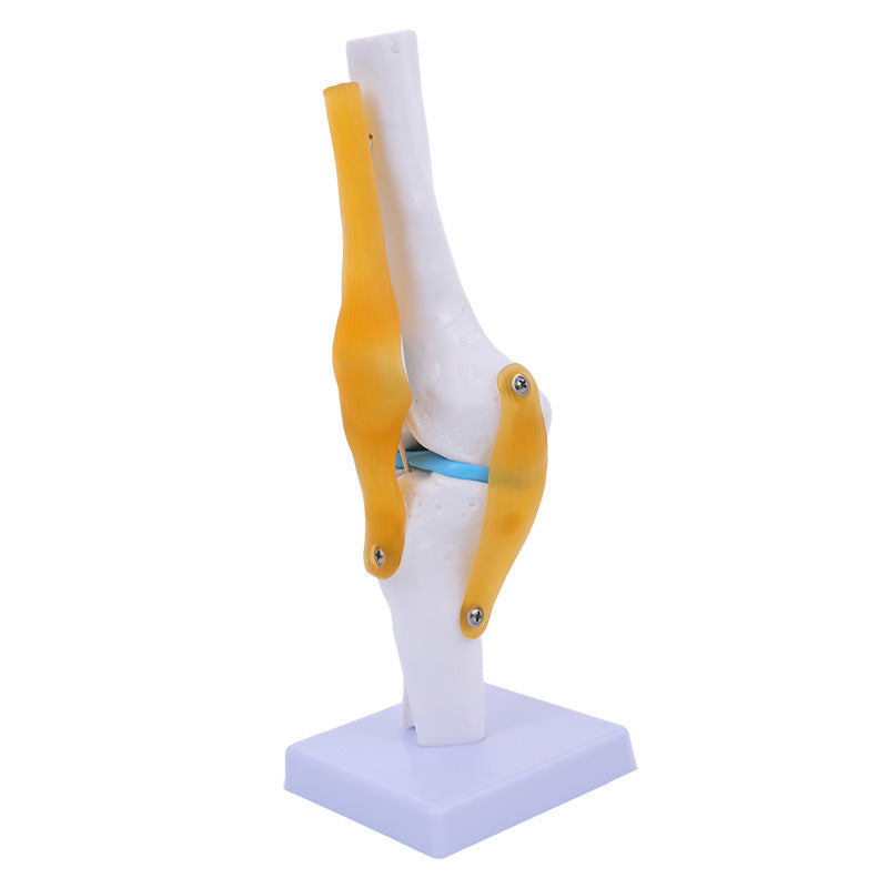 Artificial Human Knee Joint Model