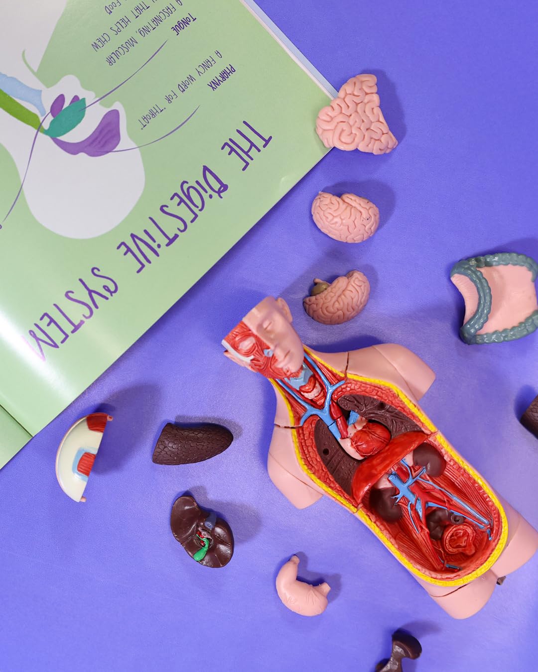 Anatomy Lab Human Body Model Kit for Kids